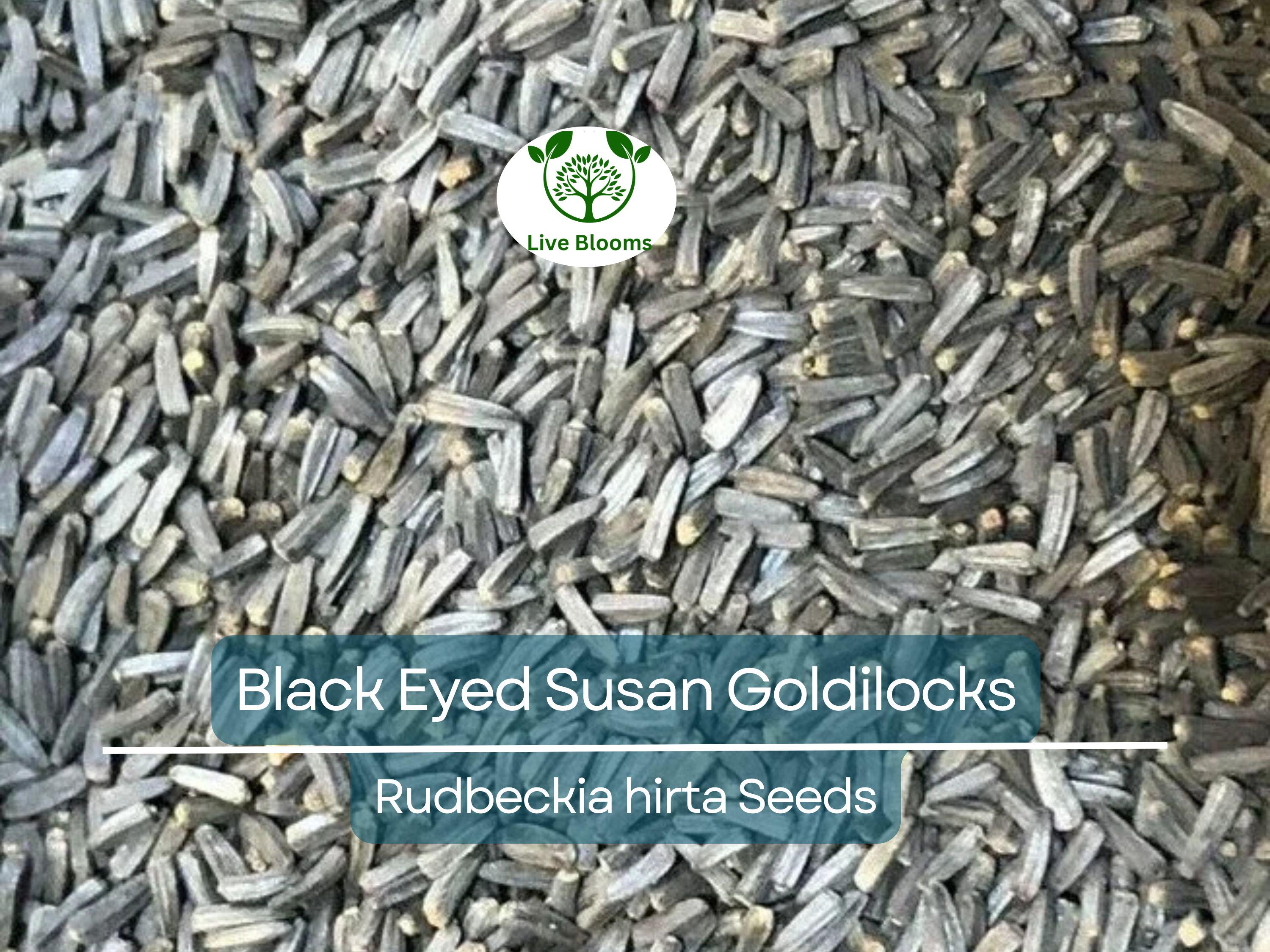 100 Seeds Black Eyed Susan Goldilocks Rudbeckia Double Blooms - Rare, Non-GMO, Perennial, Vibrant Flowers, Pollinator-Friendly