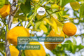 Lemon 'Eureka' Tree Seedling | 3–8" Tall | Citrus limon | Free Shipping | Indoor & Outdoor