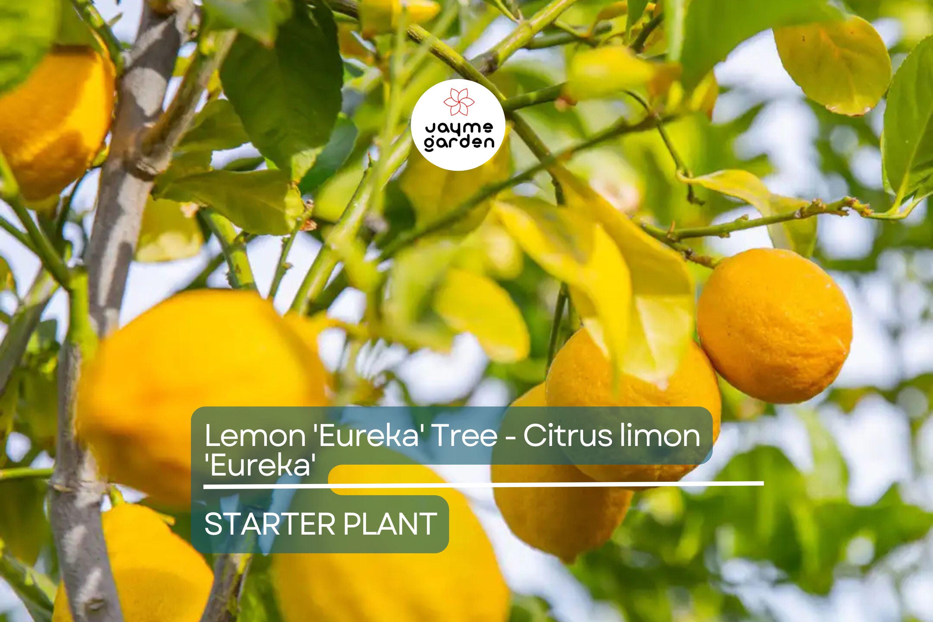 Lemon 'Eureka' Tree Seedling | 3–8" Tall | Citrus limon | Free Shipping | Indoor & Outdoor