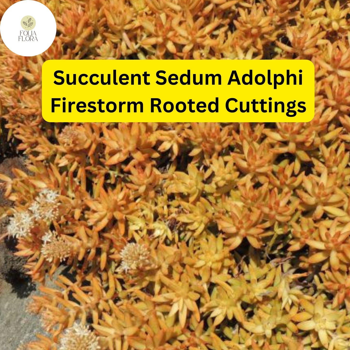 5 Rooted Live Plant Cuttings Succulent Sedum Adolphi 'Firestorm' | Vibrant Red-Orange Edges, Drought-Tolerant, Easy Care