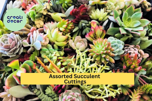 10 Assorted Succulent Cuttings – Live Clippings for Terrariums, Dish Gardens & Mini Fairy Garden Decor