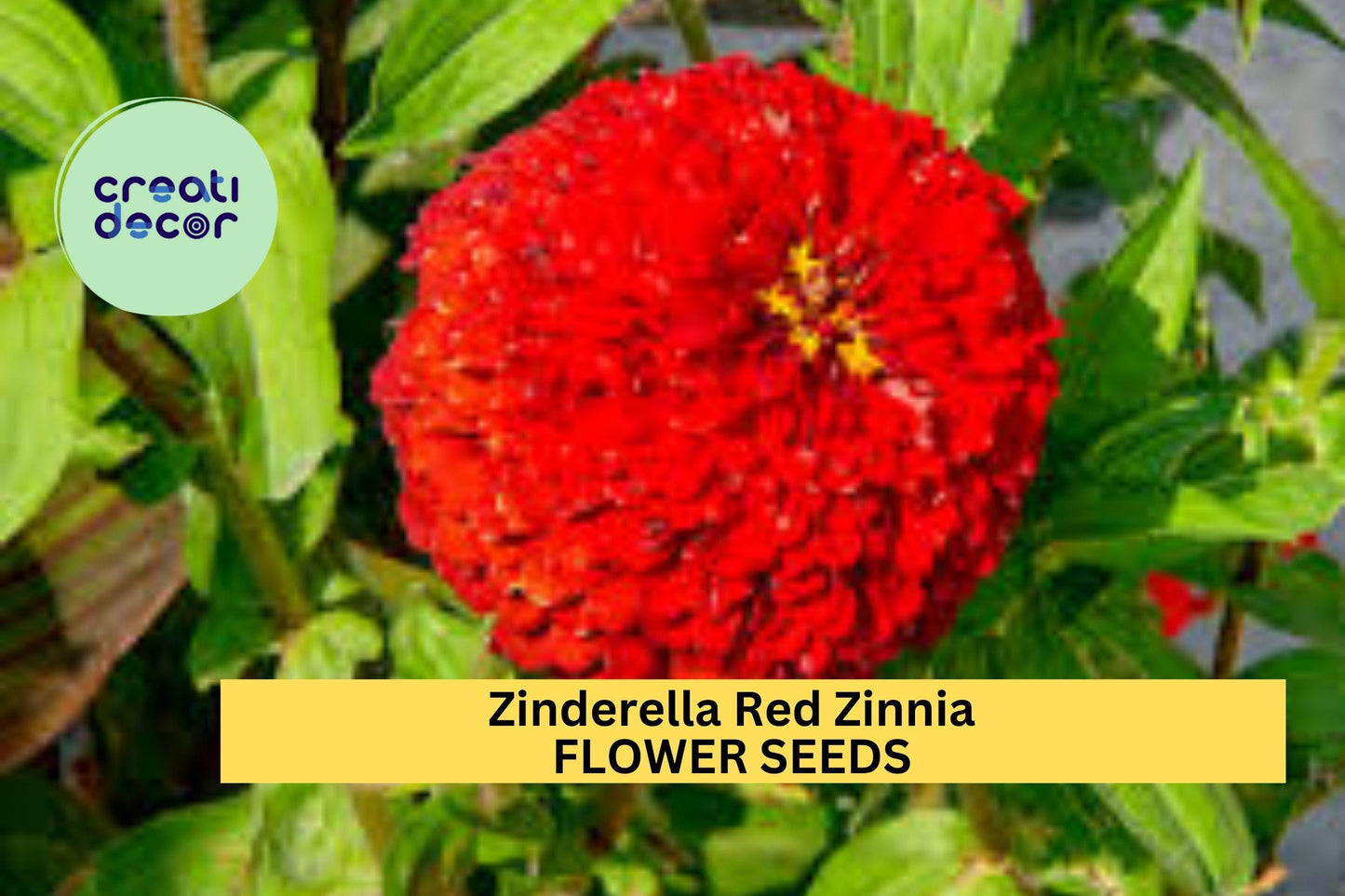 100+ Zinderella Red Zinnia Seeds – Unique Scabiosa-Type Blooms for Garden Planting, Bold Double Red Flowers – USA