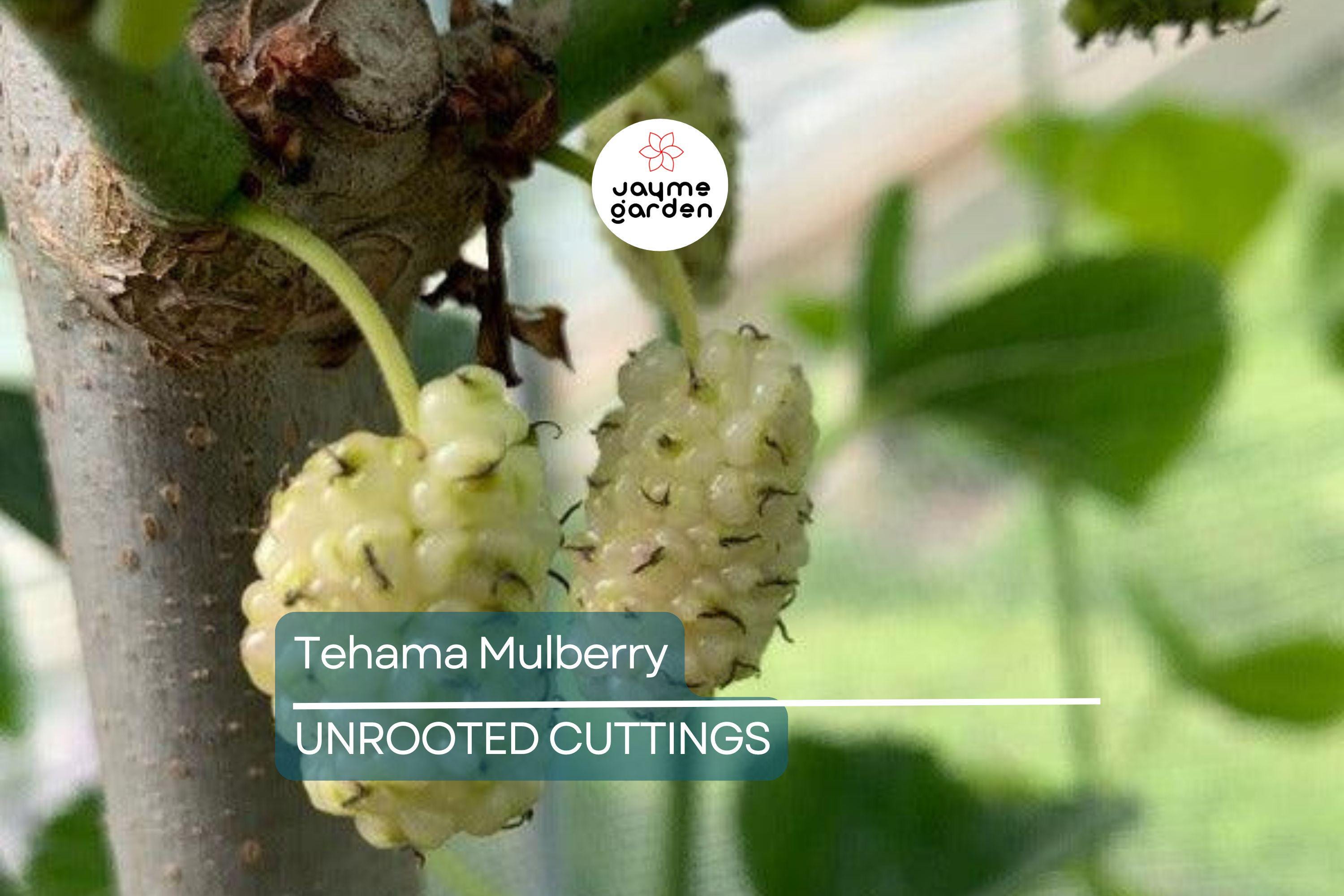 Tehama Mulberry Scion Cuttings (3) - 8" Unwashed, Sweet Large Non-Staining White Mulberry Fruit