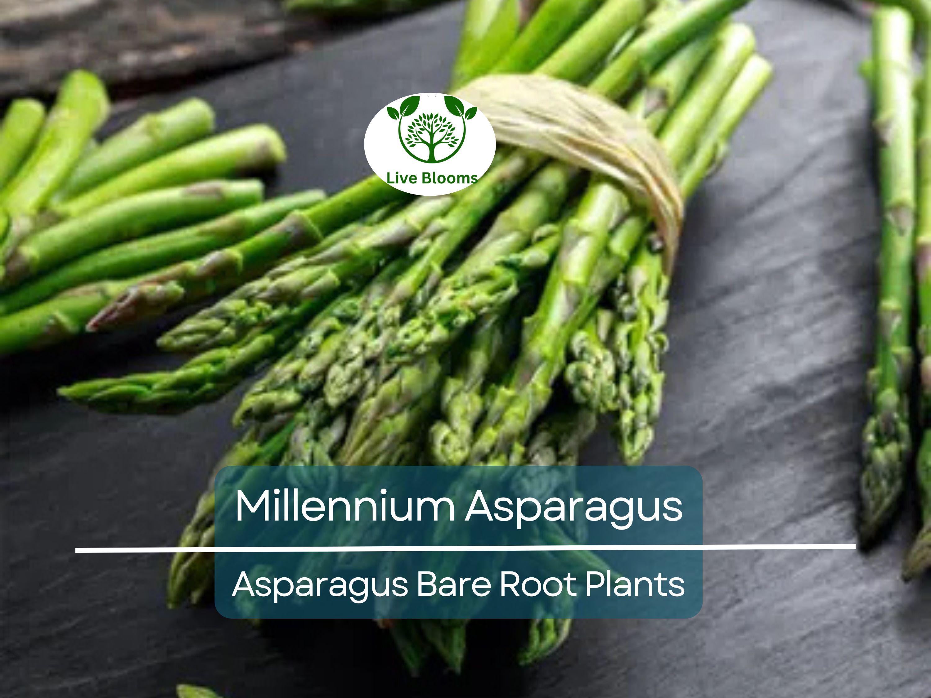 15 Millennium Asparagus Plants - 2yr Crowns - Live Bare Root Perennials - Asparagus officinalis - Heirloom, Non-GMO, Heavy Yield