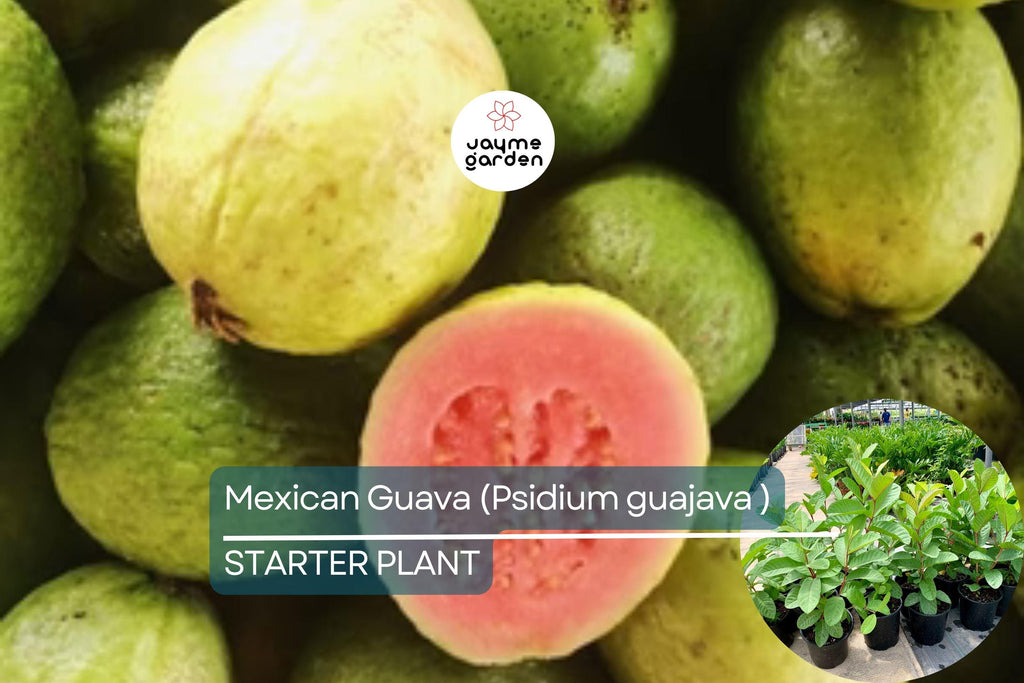 1 Mexican Guava (Psidium guajava) Live Fruit Tree – 1’-2’ Tall Sweet, Creamy Tropical Delight