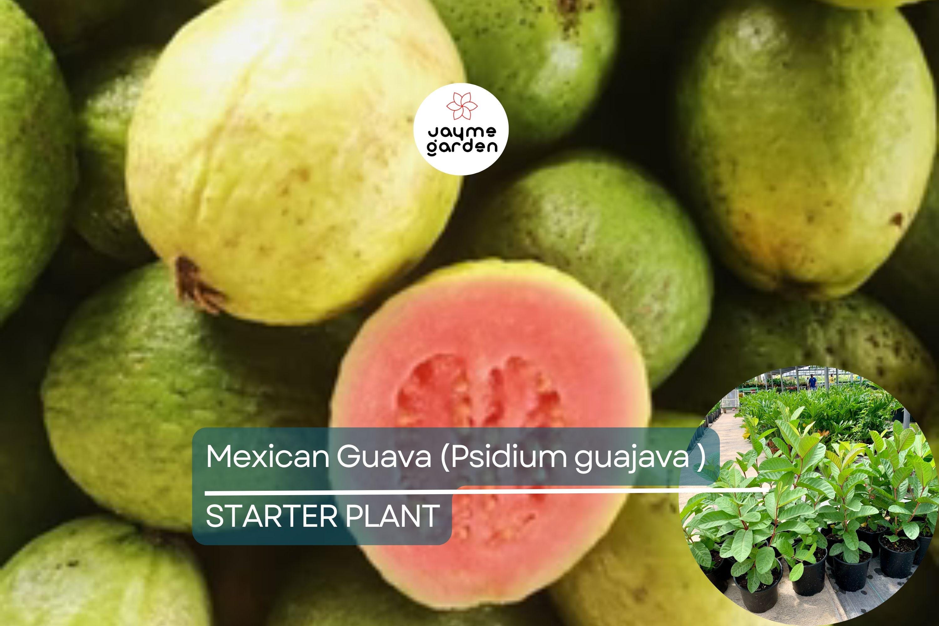 1 Mexican Guava (Psidium guajava) Live Fruit Tree – 1’-2’ Tall Sweet, Creamy Tropical Delight