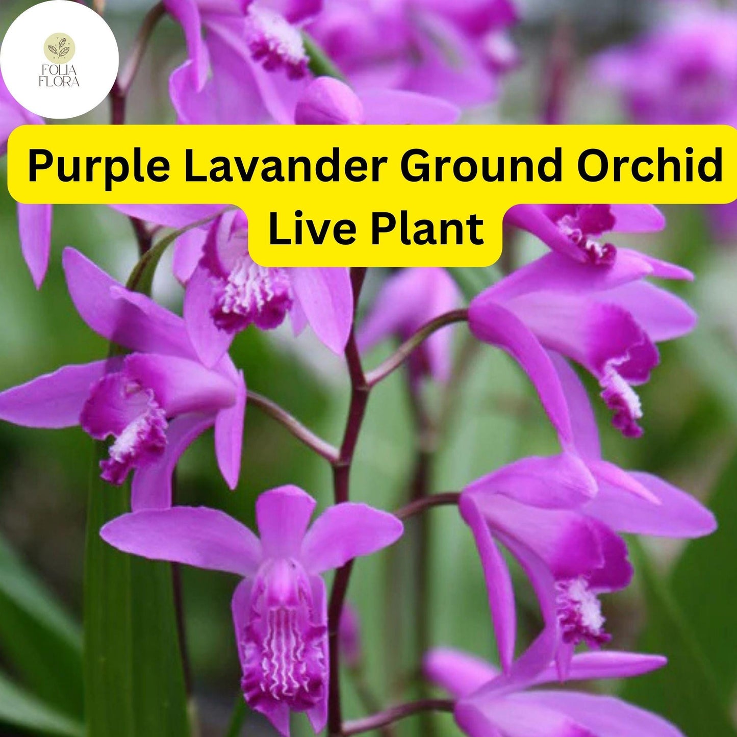 1 Spathoglottis plicata – Purple Lavender Ground Orchid Live Plant in 4” Pot – Tropical Perennial Orchid
