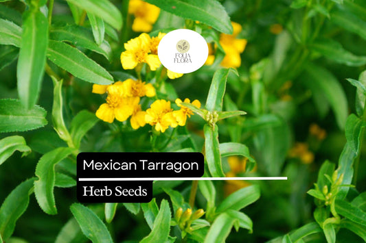100 Seeds Mexican Tarragon (Tagetes lucida) – Heirloom Herb with Sweet Licorice Flavor