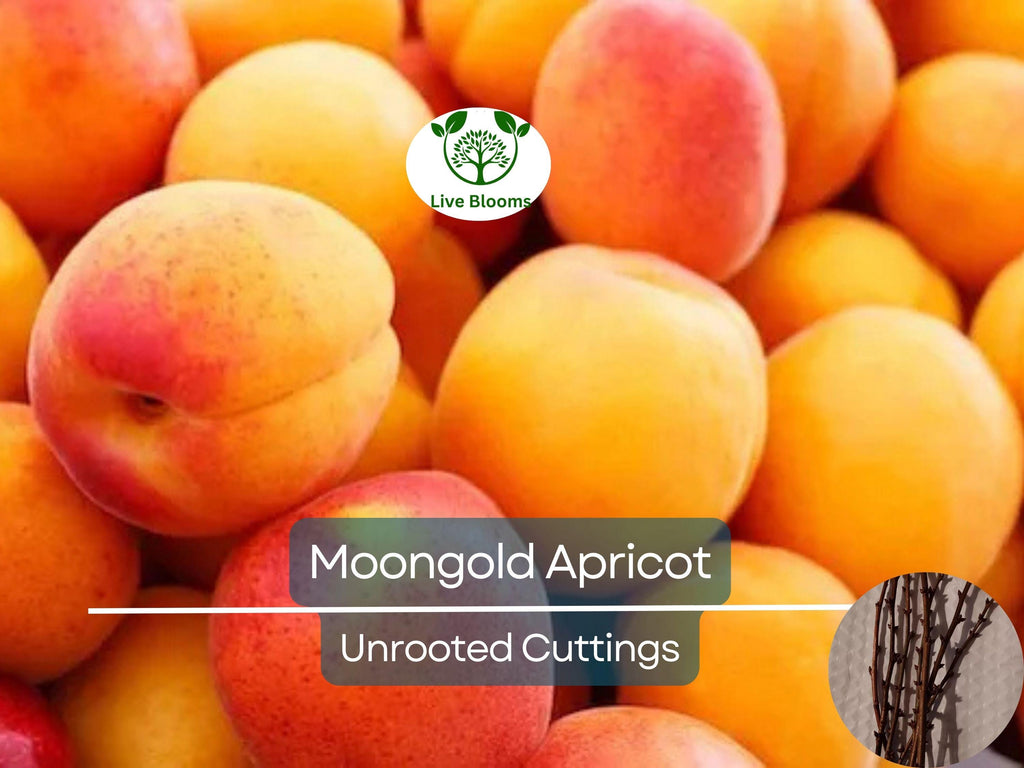 6 MOONGOLD APRICOT Scion Cuttings (Prunus armeniaca) Unrooted, Heirloom, Sweet Apricot Tree for Grafting or Rooting