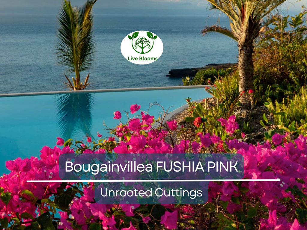 7 Fuchsia Pink Bougainvillea Unrooted Cuttings 6" | Bougainvillea glabra, Flowering Shrub, Colorful Bush for Garden