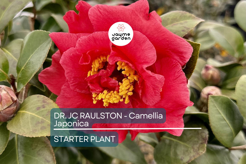 Dr. JC Raulston Camellia Japonica Starter Plant | Rare Red Variety | Live, Well-Rooted Plant | Shade-Loving Ornamental Shrub
