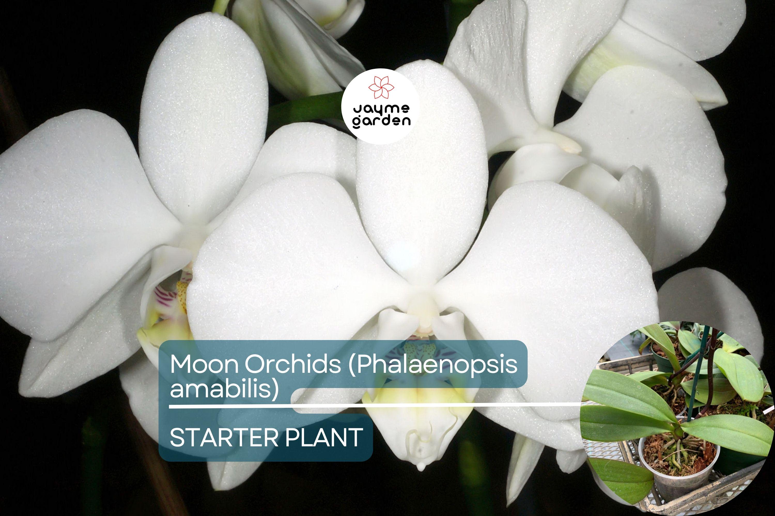1 Moon Orchid Starter Plant - Phalaenopsis amabilis 12” | Elegant Indoor Flowering Plant