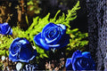 Midnight Blue Rose 3 Cuttings 6-8" (Rosa ‘Midnight Blue’) Unrooted Rose Cuttings