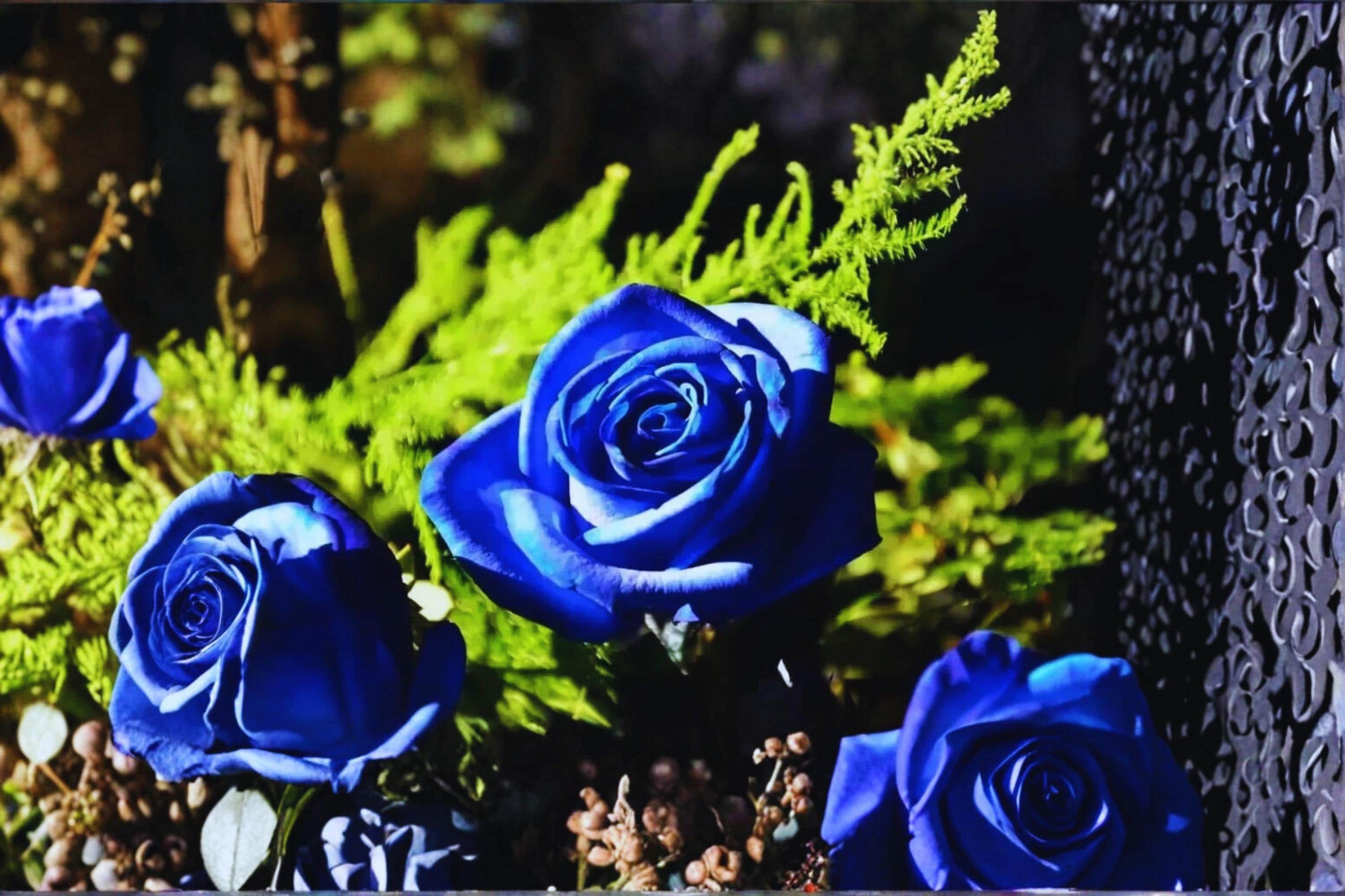 Midnight Blue Rose 3 Cuttings 6-8" (Rosa ‘Midnight Blue’) Unrooted Rose Cuttings