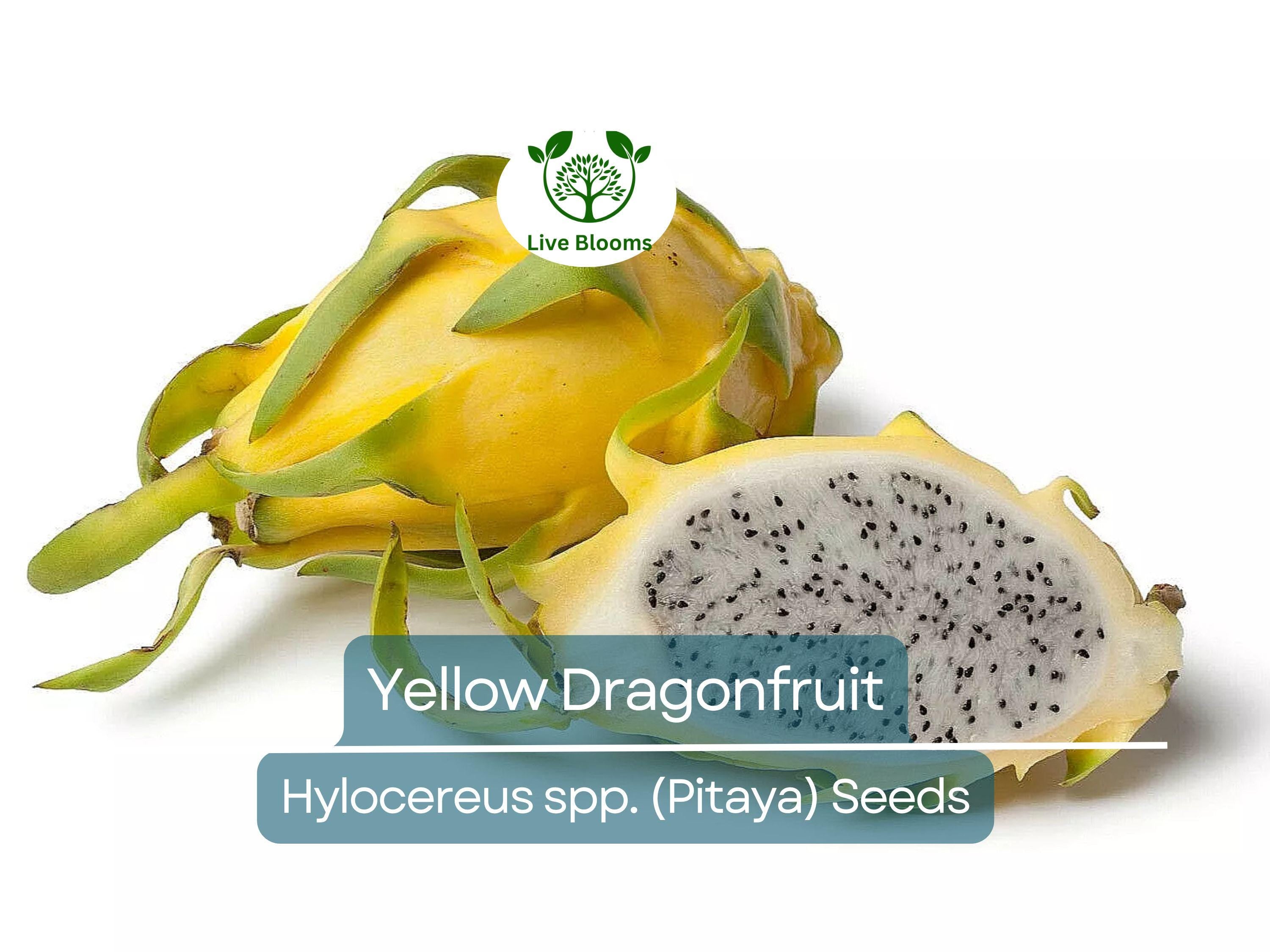 10 Yellow Dragonfruit Seeds | Pitaya Hylocereus Cactus, Sweet & Exotic Fruit, Easy to Grow, Tropical Pitaya Tree