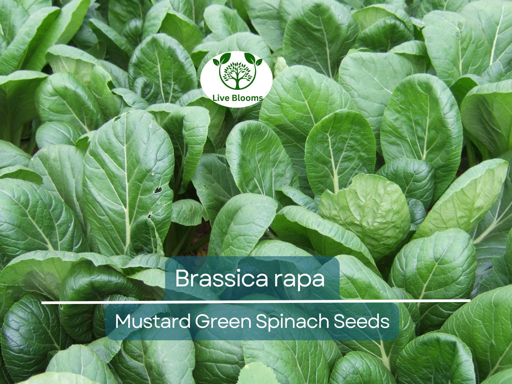 300 Seeds Mustard Green Spinach Komatsuna Tendergreen for Planting (Brassica rapa) - Healthy, Nutritious Greens for Home Gardens