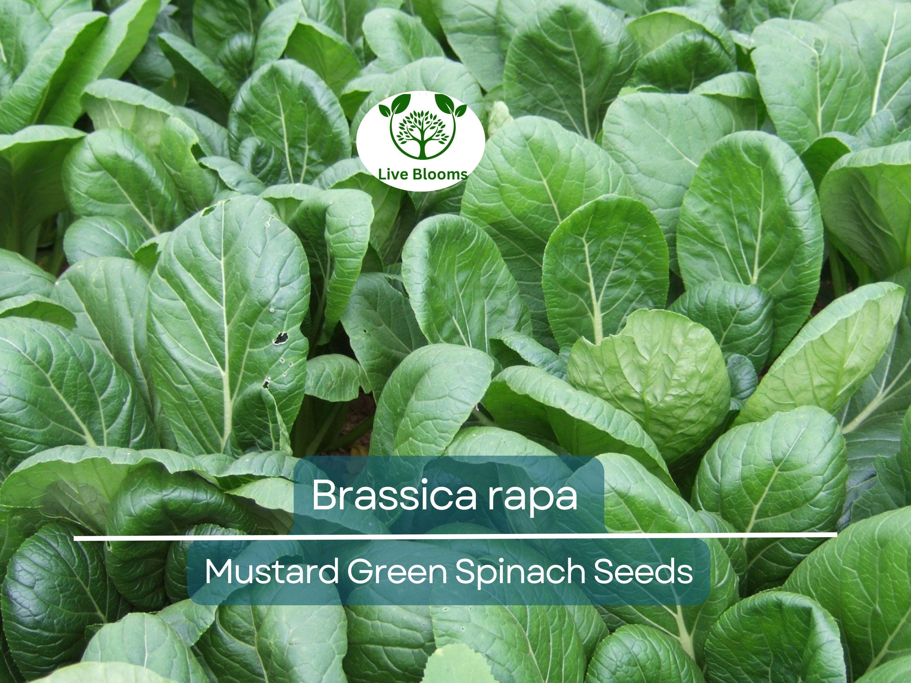 300 Seeds Mustard Green Spinach Komatsuna Tendergreen for Planting (Brassica rapa) - Healthy, Nutritious Greens for Home Gardens