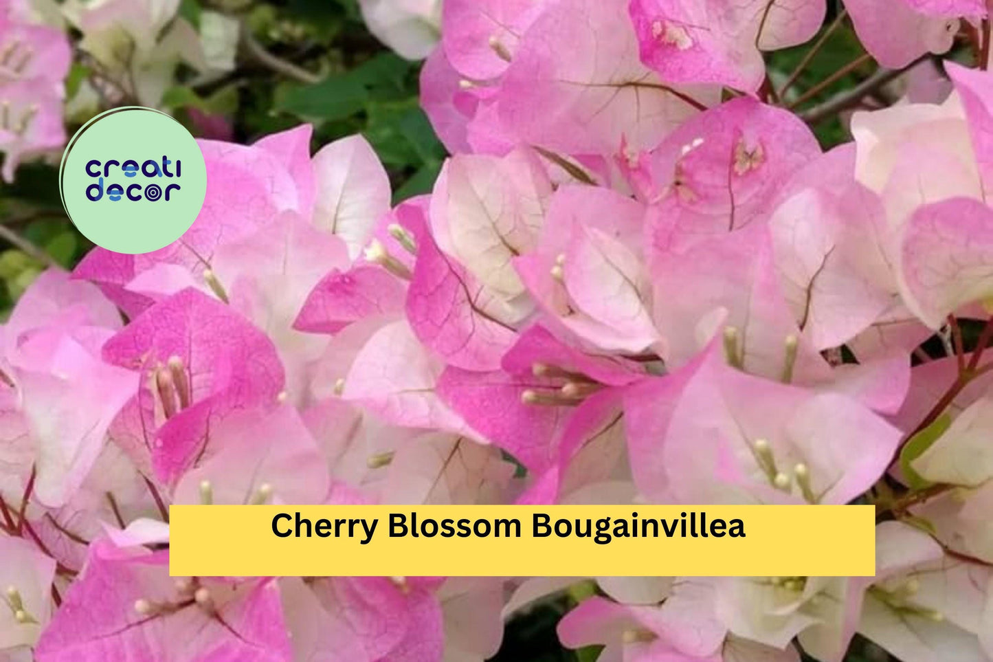 Cherry Blossom Bougainvillea – Small Rooted Starter Plug Plant, Live Tropical Flowering Vine for Patio, Garden, Trellis, or Hanging Basket