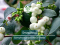 40 Snowberry Seeds (Symphoricarpos albus) HONEYSUCKLE Bush Shrub, White Berries, Hardy Shrub, Easy to Grow, Native Plant, Winter Interest