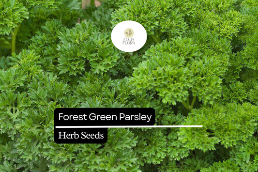 600 Seeds Forest Green Parsley (Petroselinum crispum) – Aromatic Herb for Culinary and Garden Use