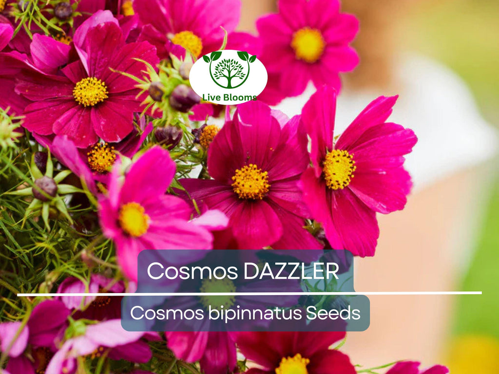 50 Cosmos DAZZLER Flower Seeds | Tall 5' Plants, 2–4" Blooms | Non-GMO | Cosmos Bipinnatus | Butterfly & Pollinator Friendly
