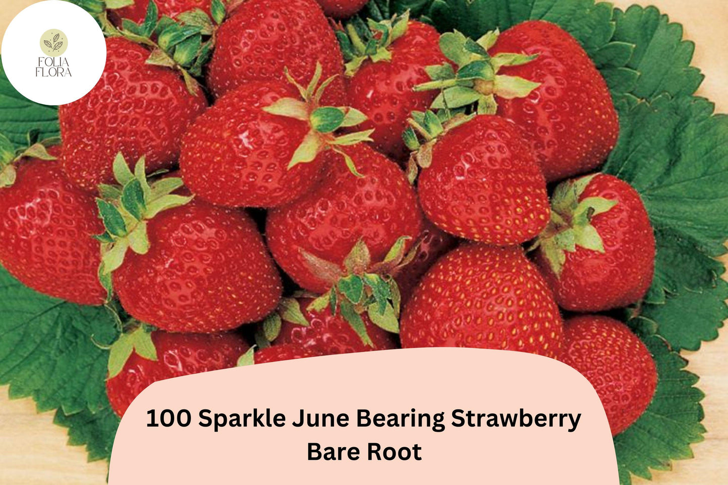 100 Sparkle Strawberry Plants | Live Bare Root June-Bearing | NON-GMO Fragaria × ananassa Garden Fruit