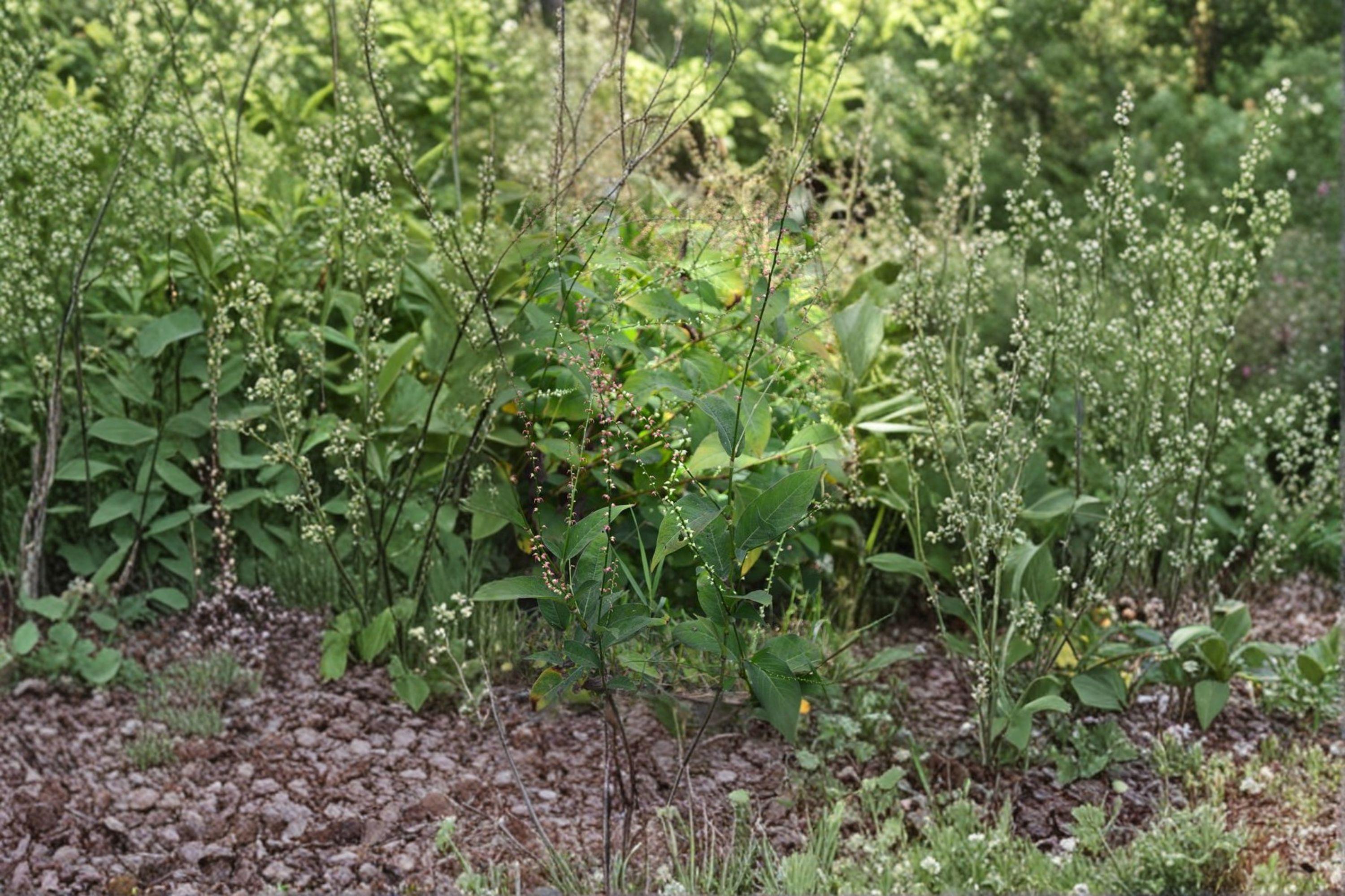 Virginia Knotweed – Persicaria virginiana (Syn. Polygonum virginianum), Native Woodland Perennial (15 Seeds)
