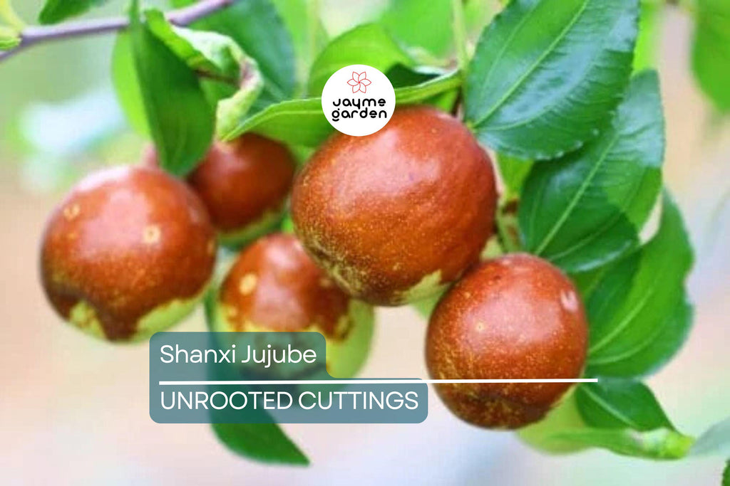 Shanxi Jujube Scion Cuttings | (2) 6-Inch Grafting Cuttings | Deciduous Fruit Tree for Zones 5+