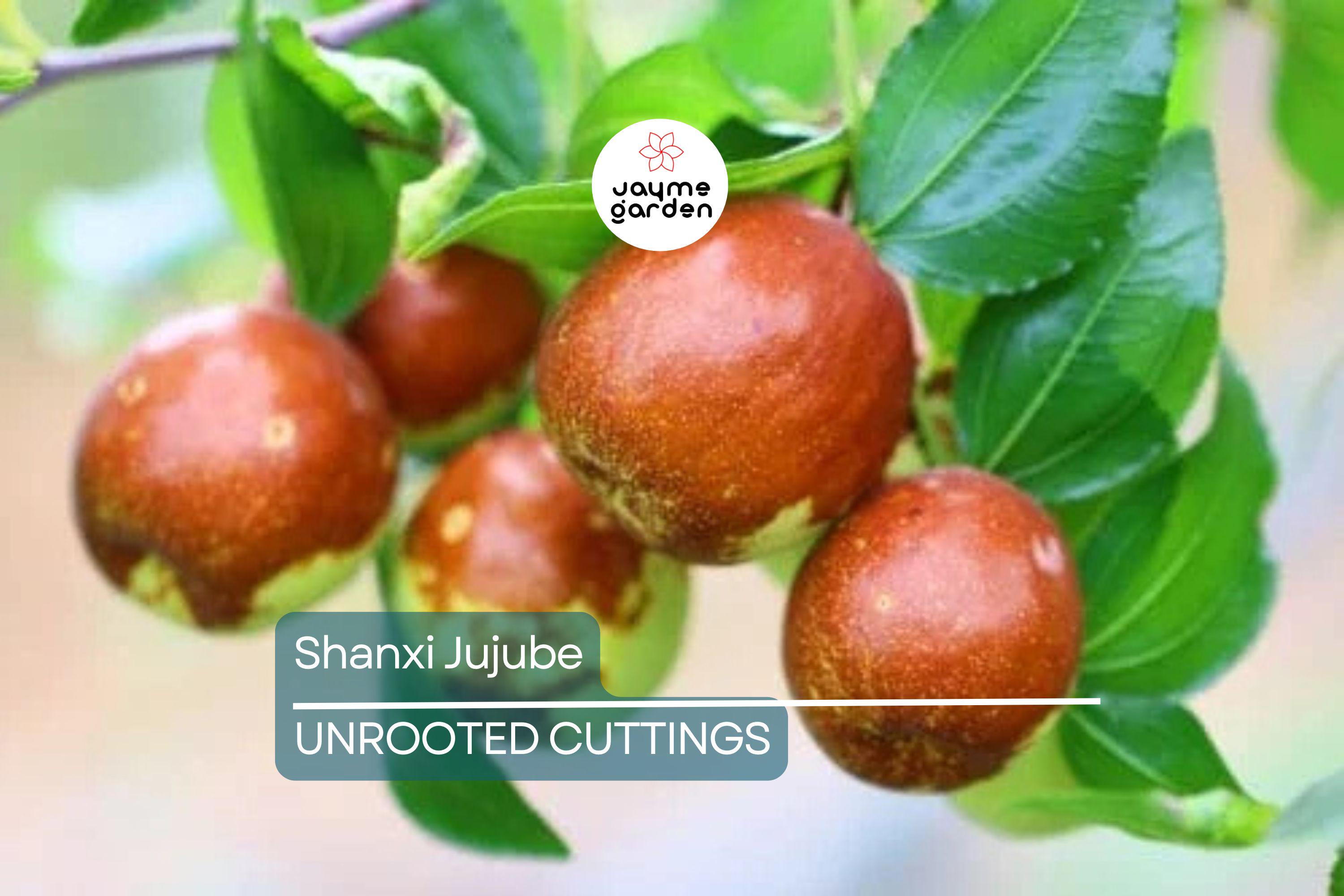 Shanxi Jujube Scion Cuttings | (2) 6-Inch Grafting Cuttings | Deciduous Fruit Tree for Zones 5+