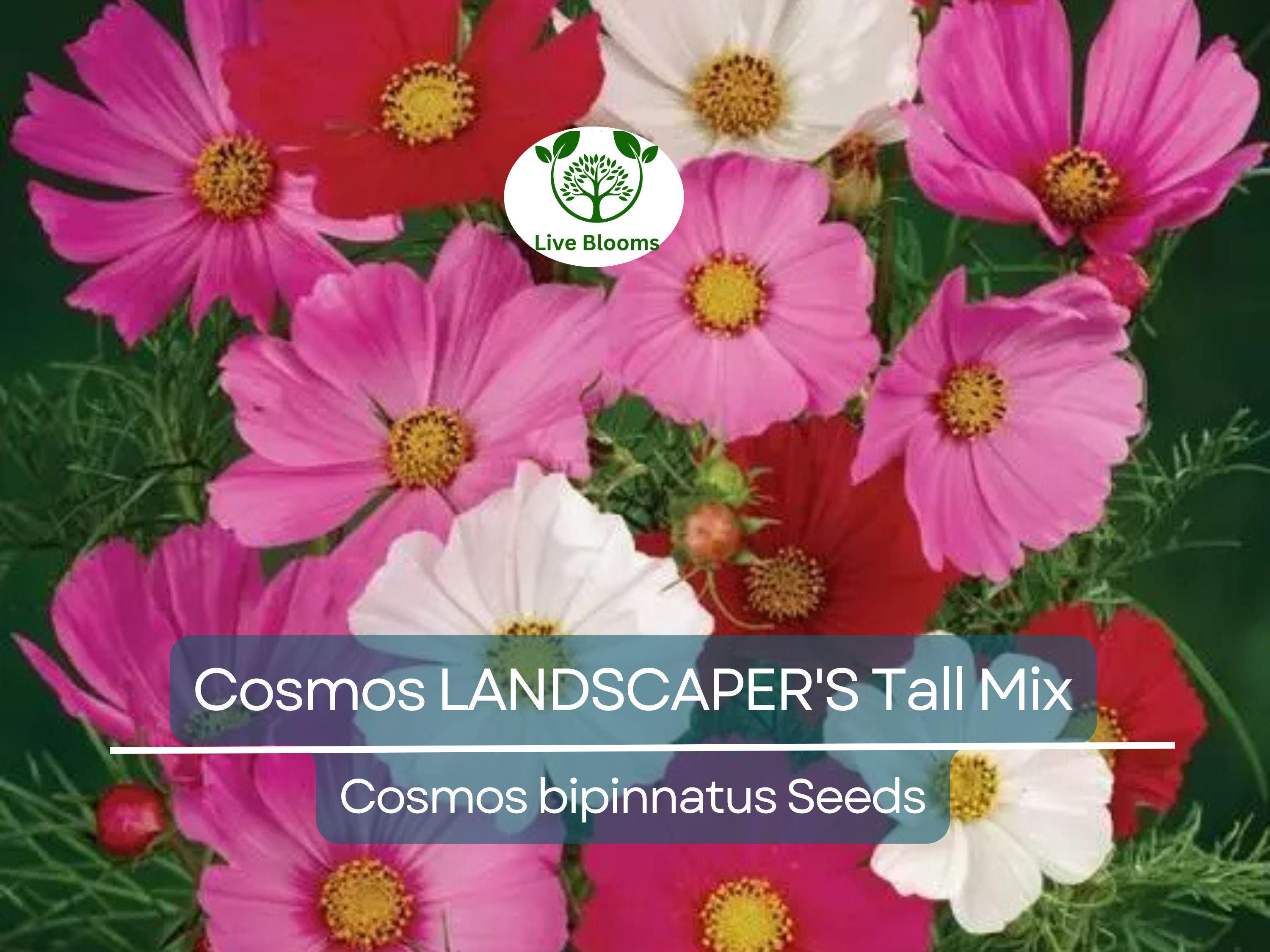 500 Seeds Cosmos bipinnatus Tall Mix – Landscaper’s Bulk Pack – Non-GMO Wildflower Blend – Easy Annual Cut Flowers for Pollinators
