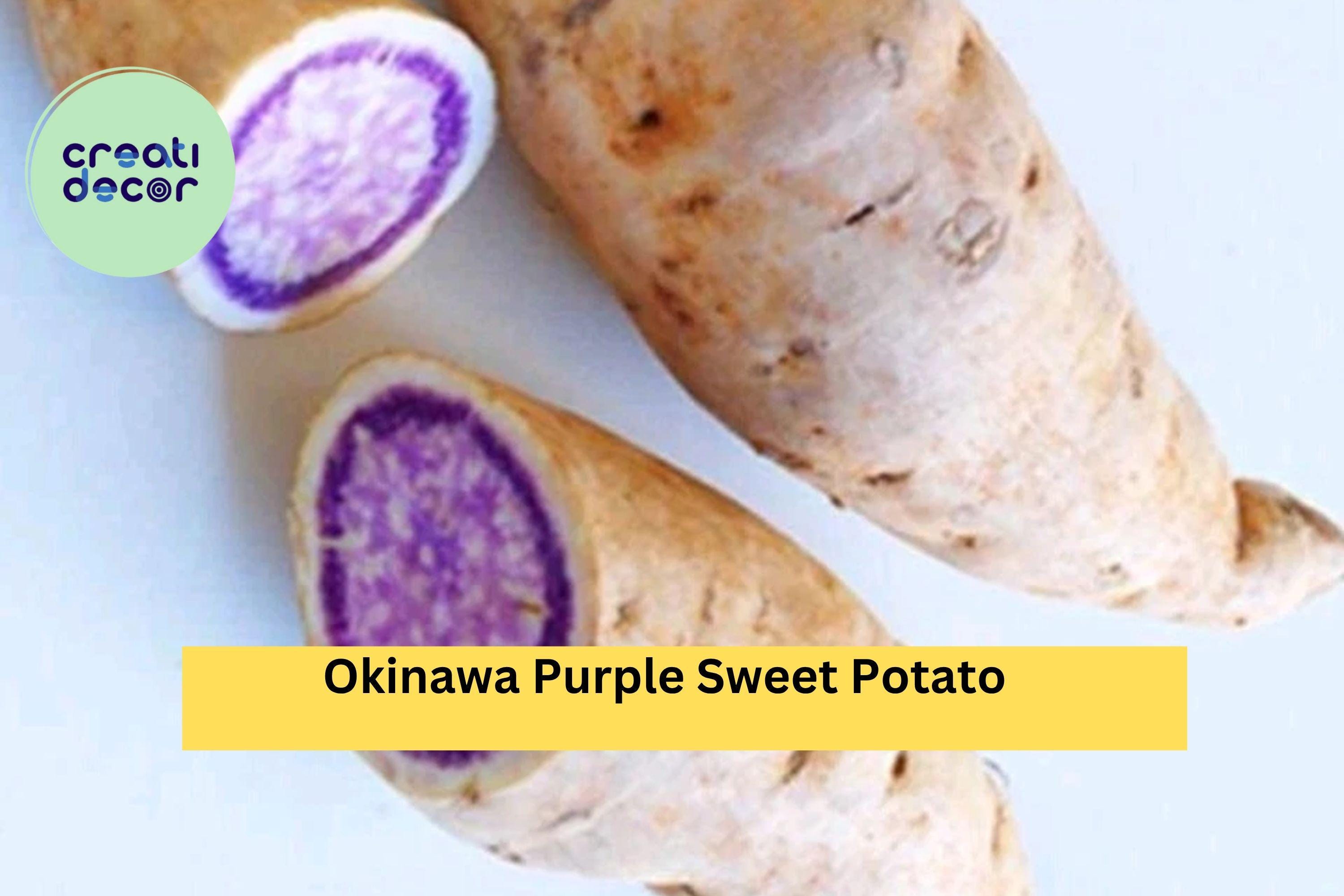 Okinawa Purple Sweet Potato Slips (10 Pack) – Rooted Cuttings – Ipomoea batatas Khoai Lang Tím – Heirloom Variety for Planting
