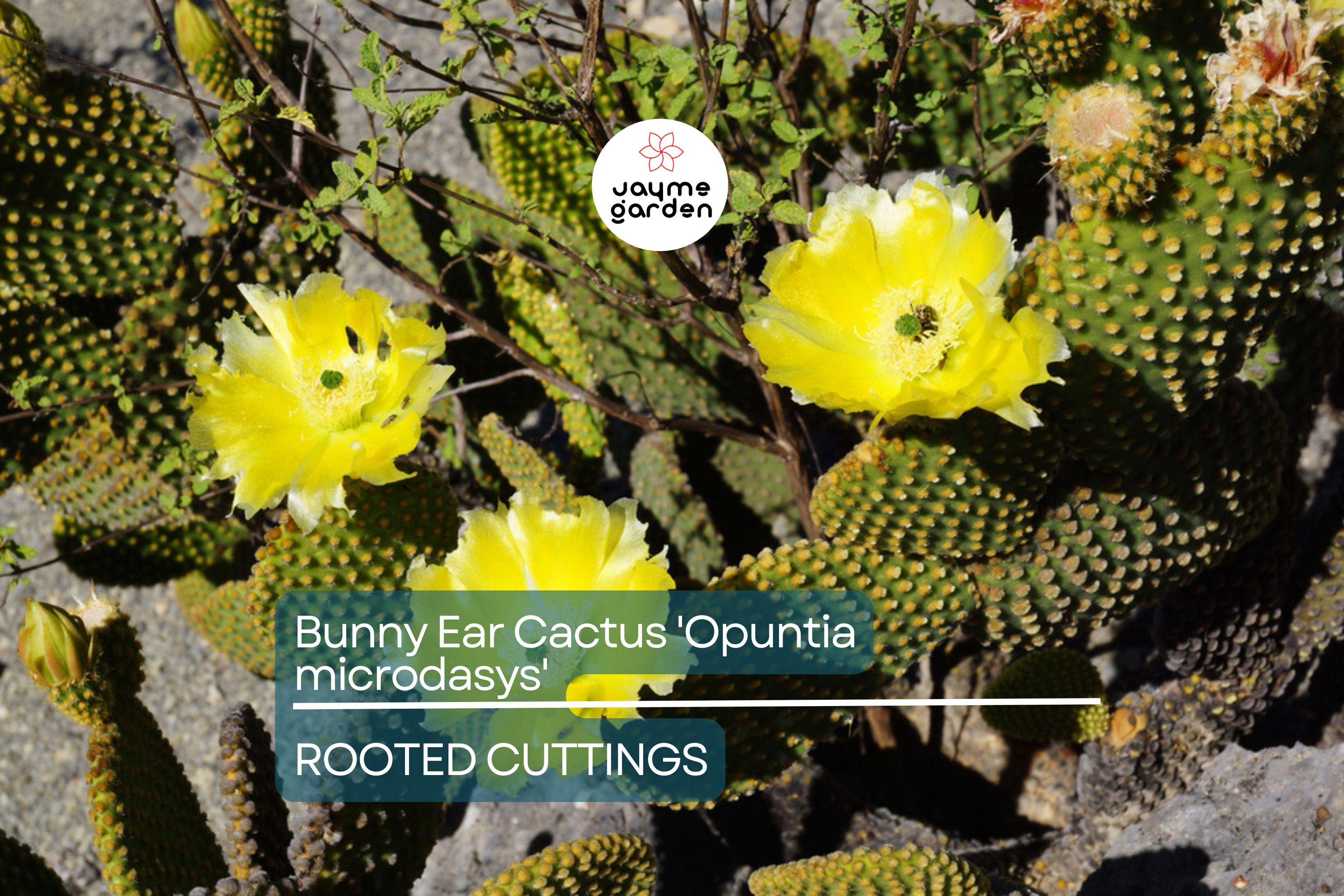 Bunny Ear Cactus (Opuntia microdasys) Live Succulent Plant – 6" Starter Cactus, Easy Care, Indoor/Outdoor