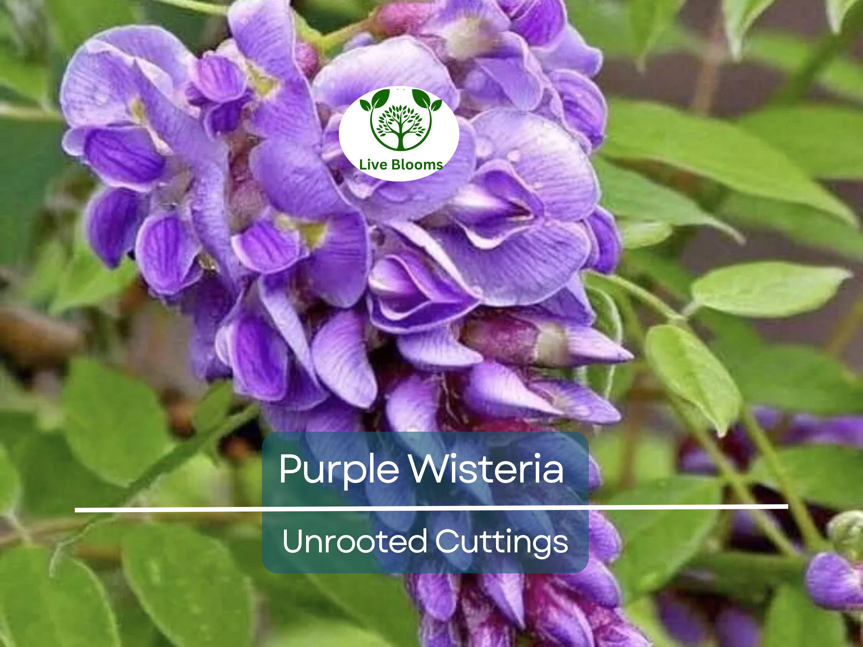 10 Hardy Purple Wisteria Unrooted Cuttings 6" - Wisteria Sinensis for Garden, Vines, and Pergolas