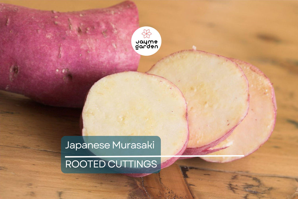 20 Japanese Murasaki Sweet Potato Vines | Rooted Cuttings | Red Skin Yellow Flesh | High Yield | Easy to Grow |