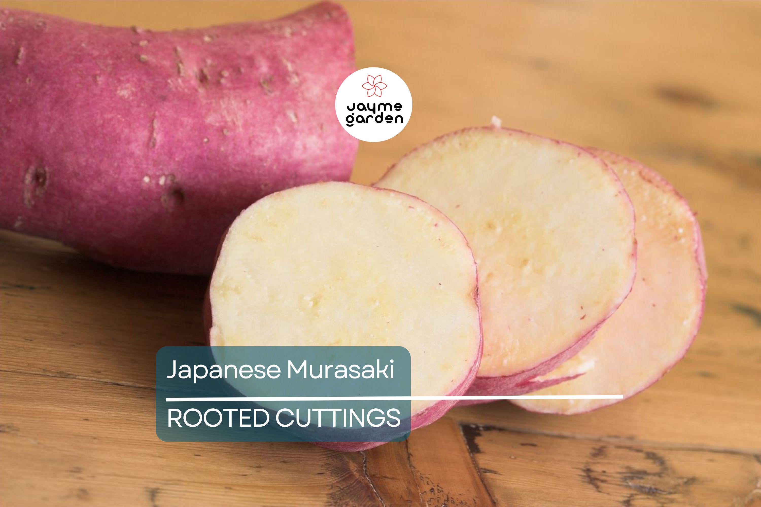 20 Japanese Murasaki Sweet Potato Vines | Rooted Cuttings | Red Skin Yellow Flesh | High Yield | Easy to Grow |