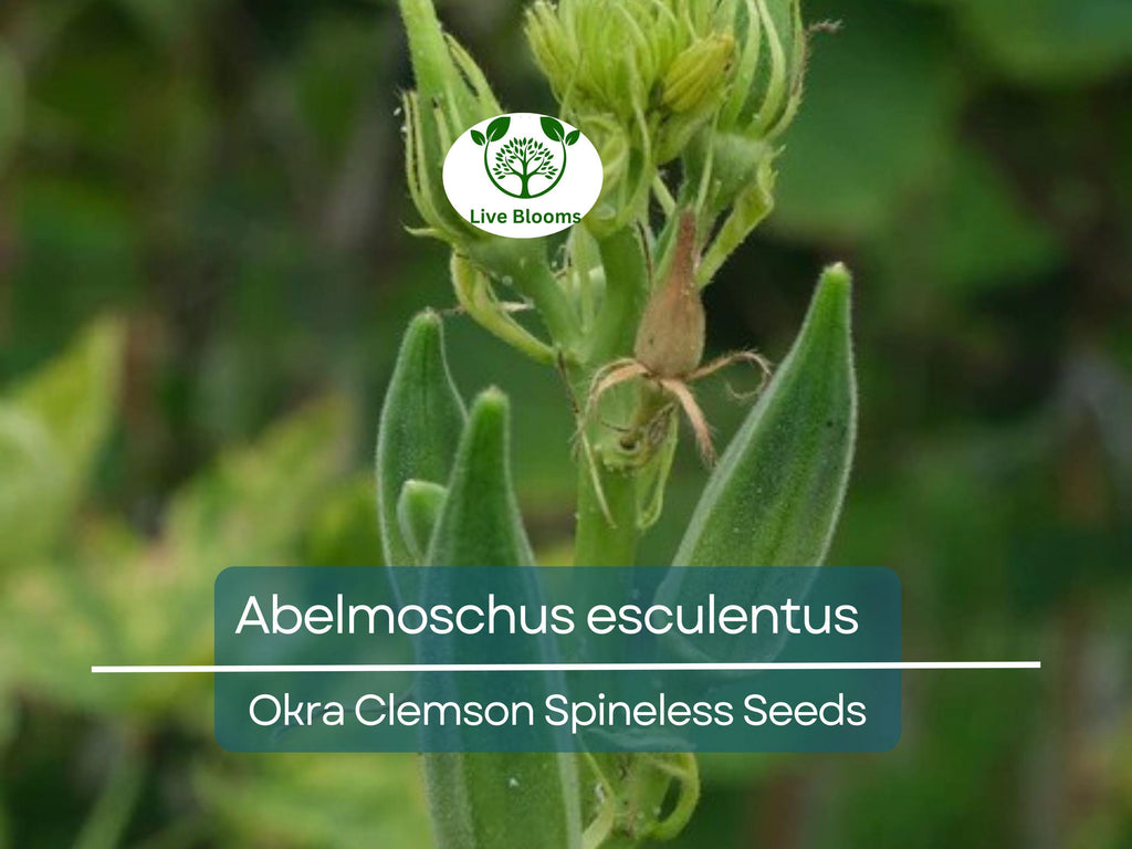 85 Seeds Okra Clemson Spineless for Planting (Abelmoschus esculentus) - Fast-Growing, Tender, Spineless Okra for Home Gardens