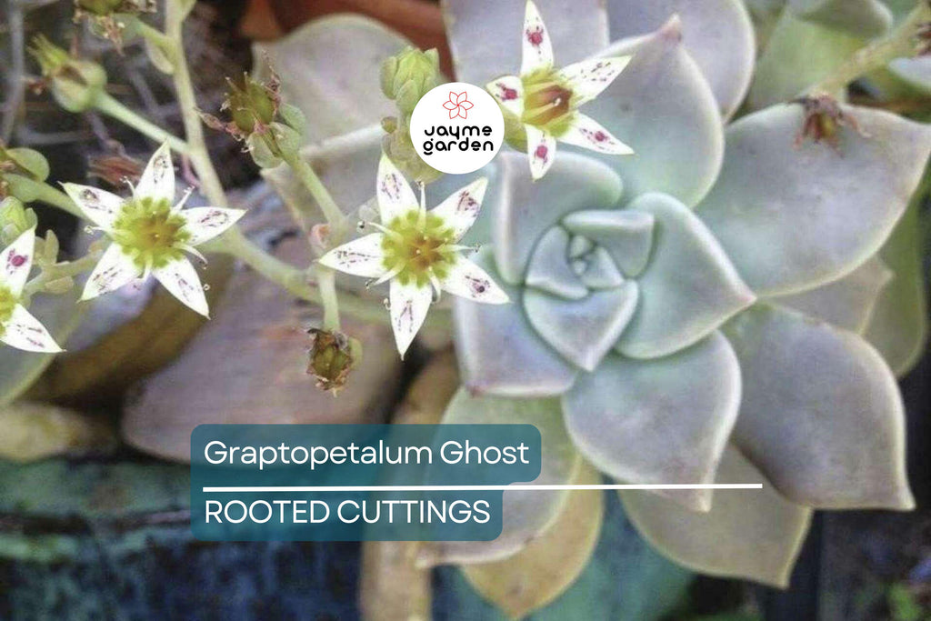 Graptopetalum Ghost Plant 4"-6" Fresh Healthy Rooted Succulent - Graptosedum Paraguayense