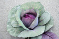 Cabbage – Red Acre 250 Seeds | Heirloom Red Cabbage | Compact Heads | Cold-Hardy & Sweet Flavor