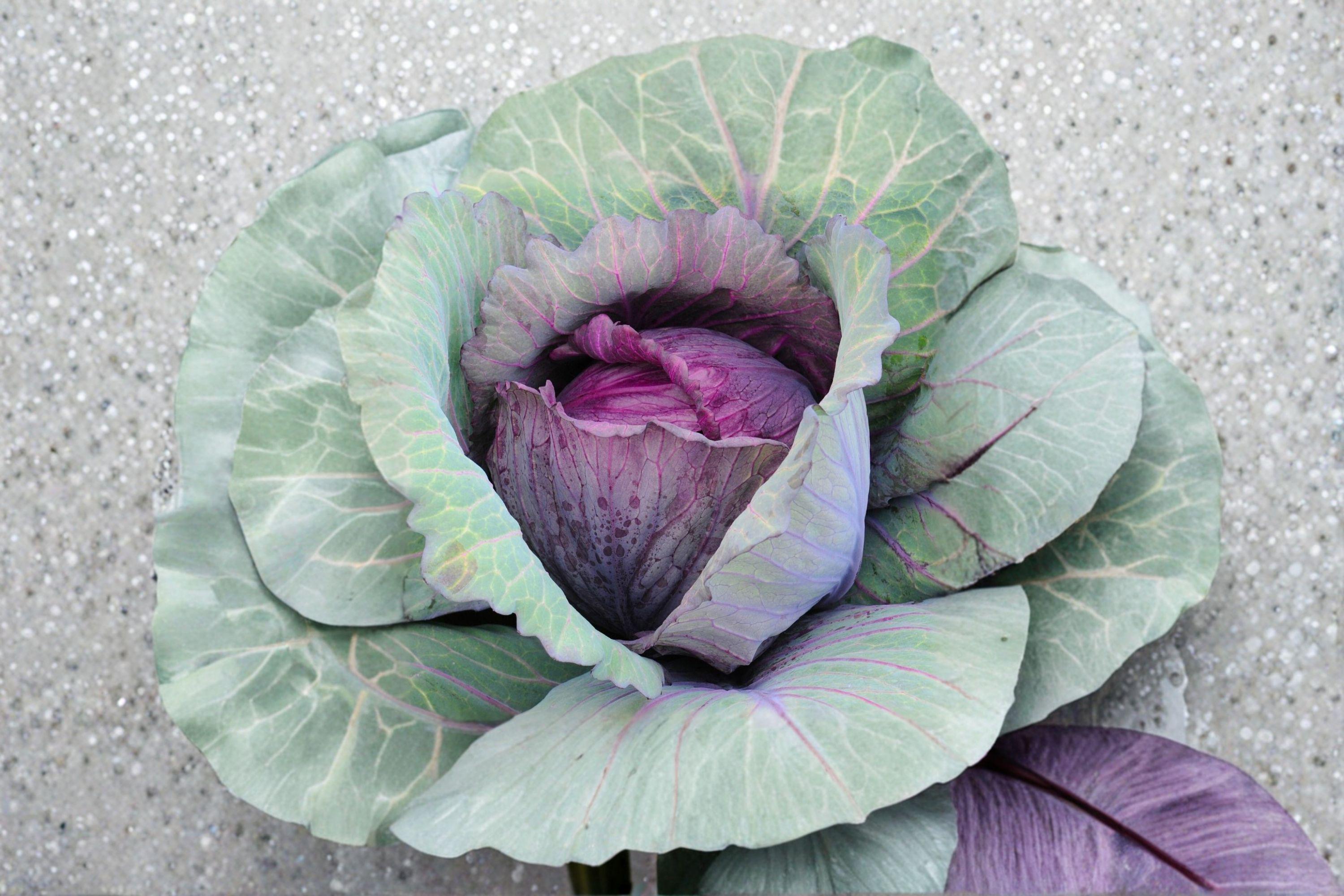 Cabbage – Red Acre 250 Seeds | Heirloom Red Cabbage | Compact Heads | Cold-Hardy & Sweet Flavor