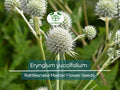 1 Gram Seeds Eryngium yuccifolium (Rattlesnake Master) for Planting | Unique Native Perennial for Gardens, Prairies, and Landscaping