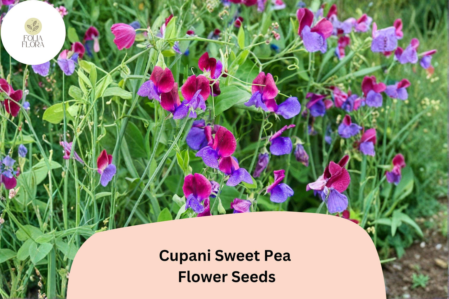 50+ Cupani Sweet Pea Seeds | Heirloom Fragrant Purple Bicolor Flower for Garden Trellis & Cut Flowers