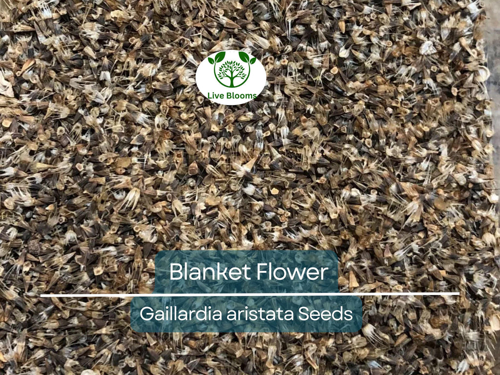200 Seeds Blanket Flower Gaillardia, Perennial Wildflower, Native Flower, Non-GMO, Gaillardia aristata, Drought Tolerant, Vibrant Blooms