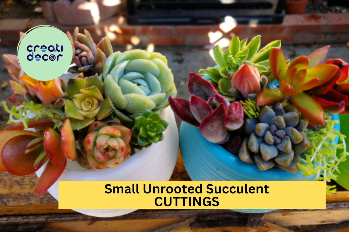 10 Small Succulent Cuttings – Unrooted Mixed Varieties for DIY Pots, Fairy Gardens, or Gifts – Easy to Grow & Low Maintenance – USA