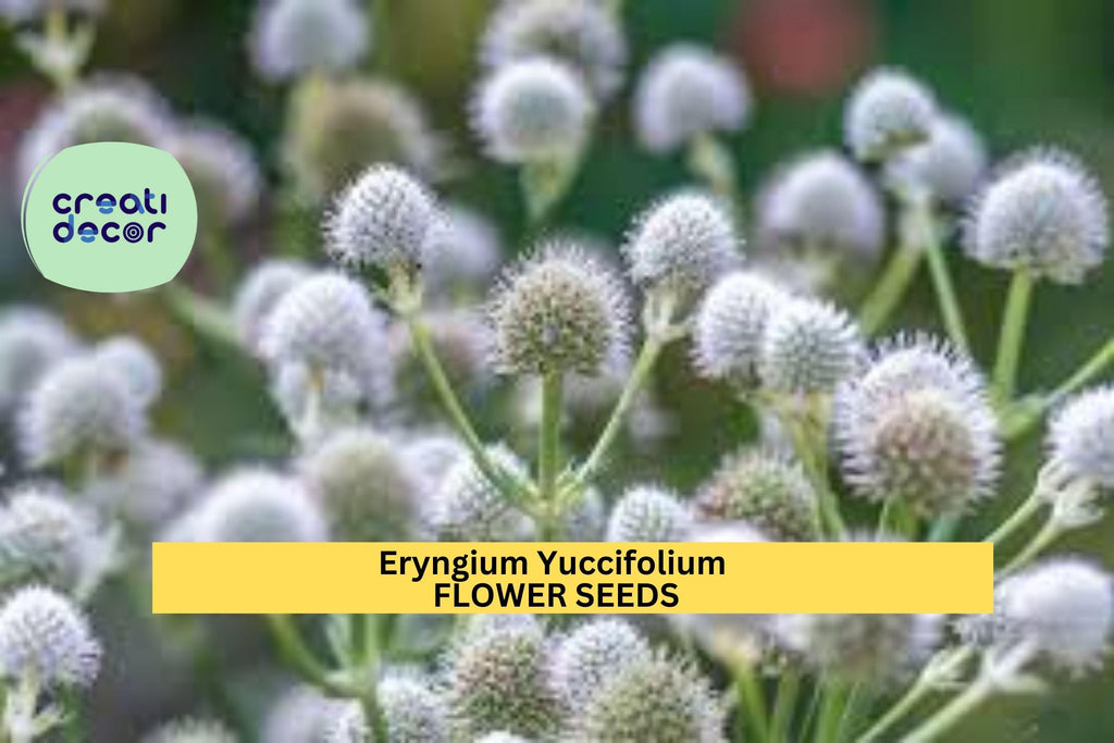 3pcs of 1g Eryngium yuccifolium Seeds – Rattlesnake Master for Native Gardens, Pollinator Beds, or Prairie Landscapes Seeds for Planting
