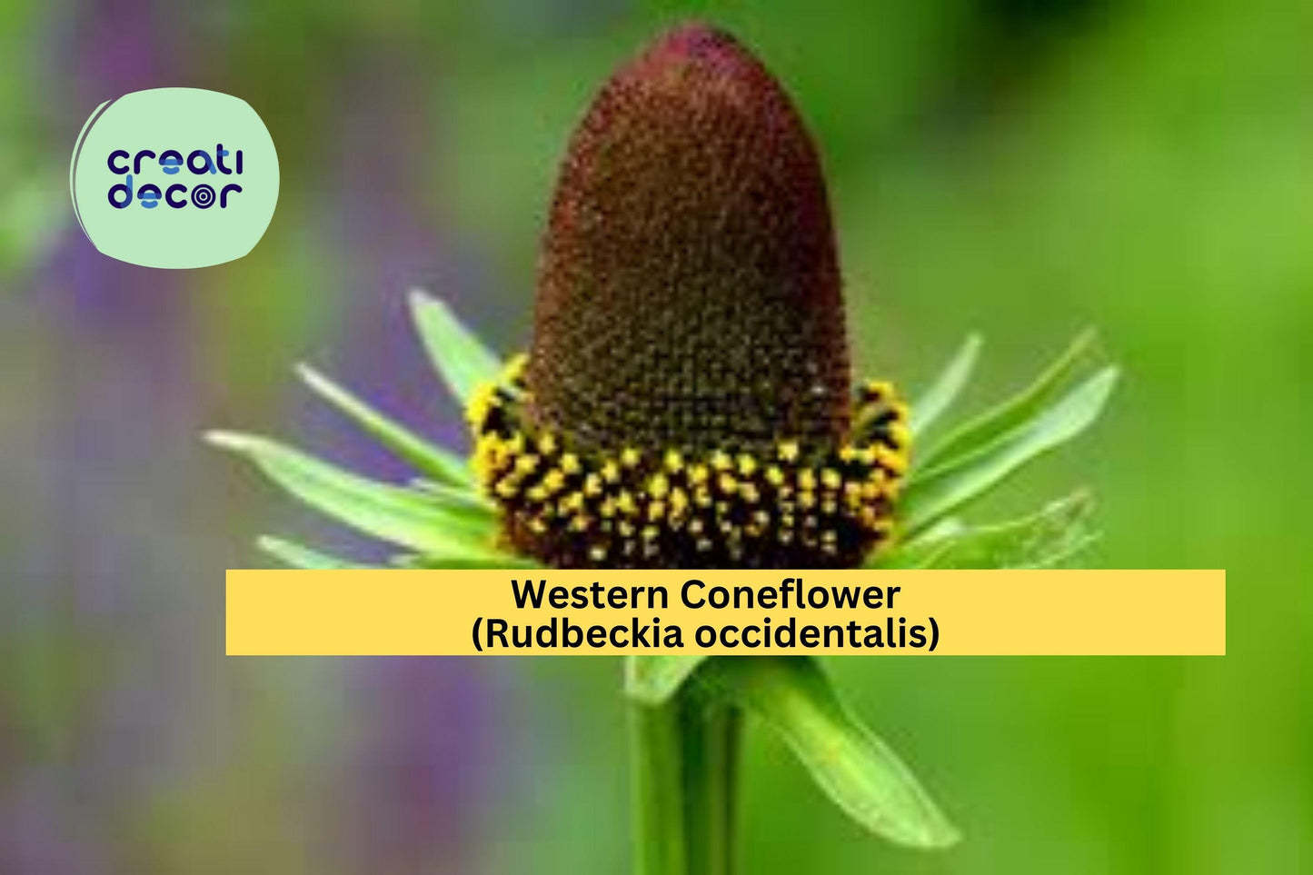 Western Coneflower Seeds (Rudbeckia occidentalis) – 75 Native Perennial Seeds | Unique Pollinator Plant | Moist Soil | No Petals