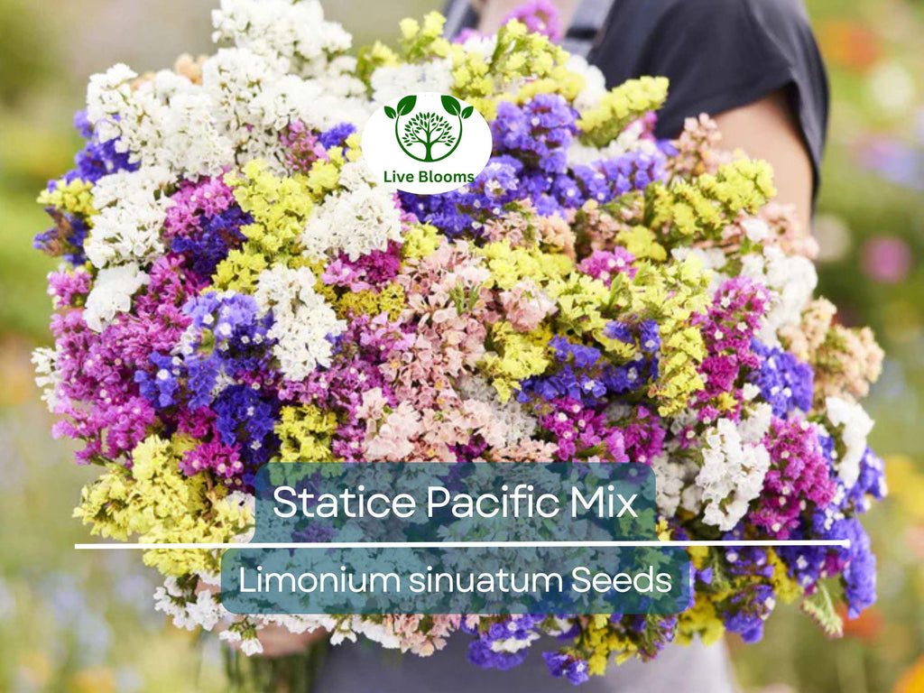 50 Seeds Statice Pacific Mix, Non-GMO, Traditional Cut Flowers, Dried Arrangements, Long-Lasting, Beautiful Blooms, Easy to Grow