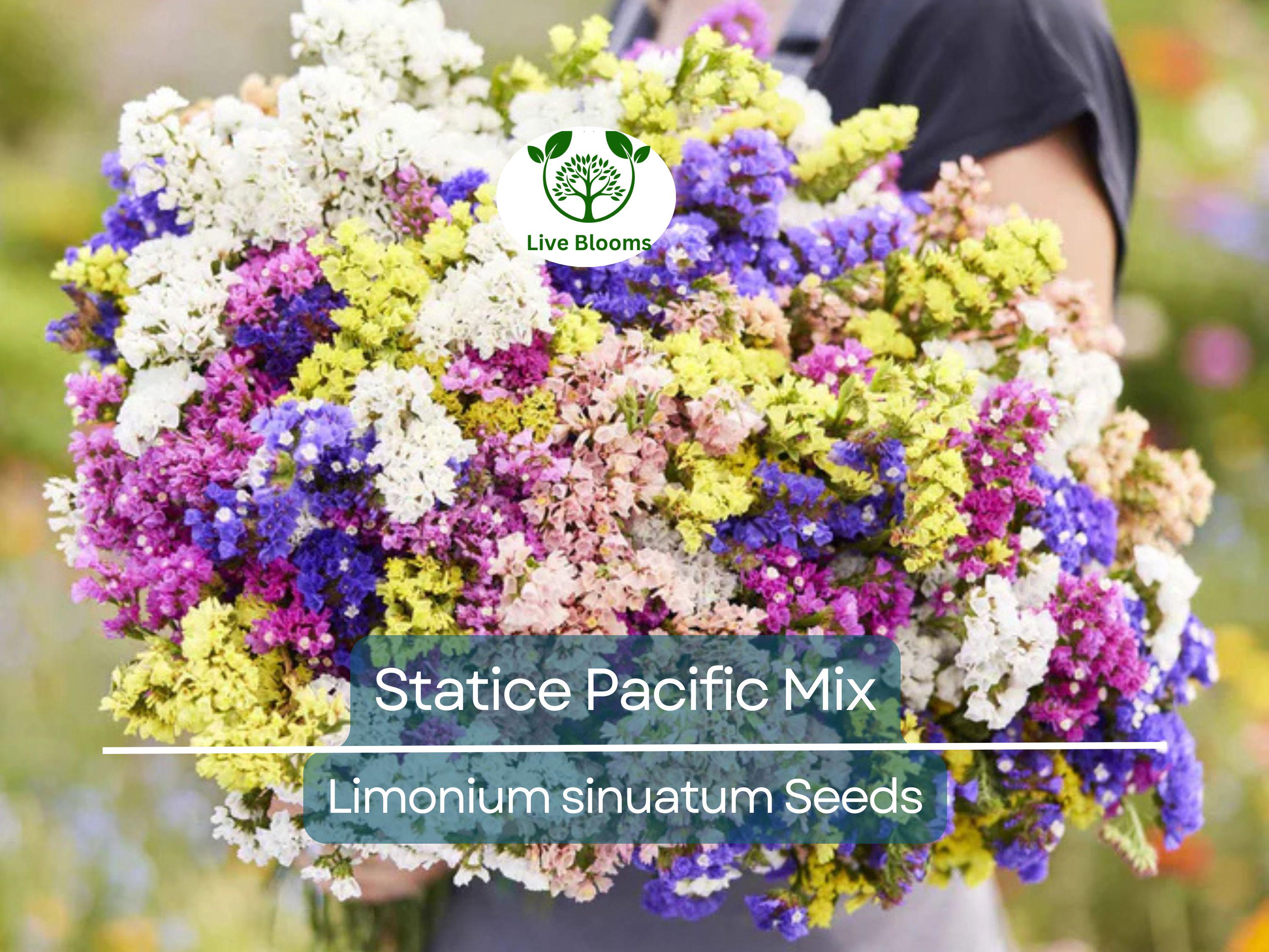 50 Seeds Statice Pacific Mix, Non-GMO, Traditional Cut Flowers, Dried Arrangements, Long-Lasting, Beautiful Blooms, Easy to Grow
