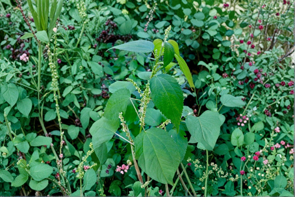 Boehmeria cylindrica/Smallspike False Nettle – 100 Seeds | Native Wetland Perennial | Shade-Tolerant | Wildlife & Pollinator Plant
