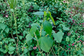 Boehmeria cylindrica/Smallspike False Nettle – 100 Seeds | Native Wetland Perennial | Shade-Tolerant | Wildlife & Pollinator Plant