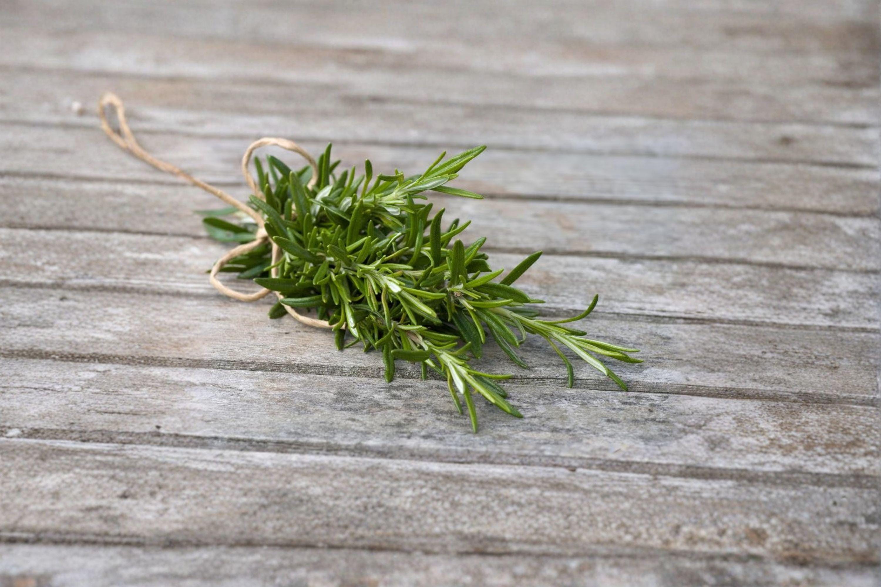 Rosemary – Herb 50 Seeds | Classic Culinary Herb | Evergreen Perennial | Fragrant & Hardy